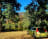 shirehorsy
