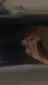 isra_lazar