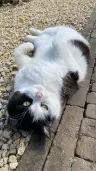 charlene_vd