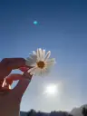 laila_