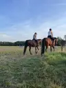 jutauty